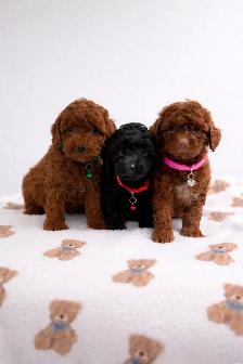 Caniche toy Toy poodle