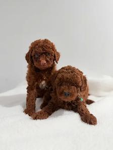 Caniche toy Toy poodle - Photo 2