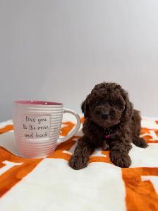 Caniche toy Toy poodle - Photo 3