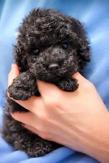 Caniche toy Toy poodle - Photo 5