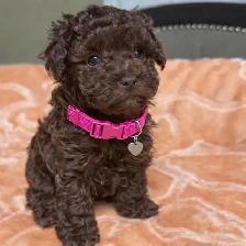 Caniche toy Toy poodle - Photo 6
