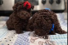 Caniche toy Toy poodle - Photo 7