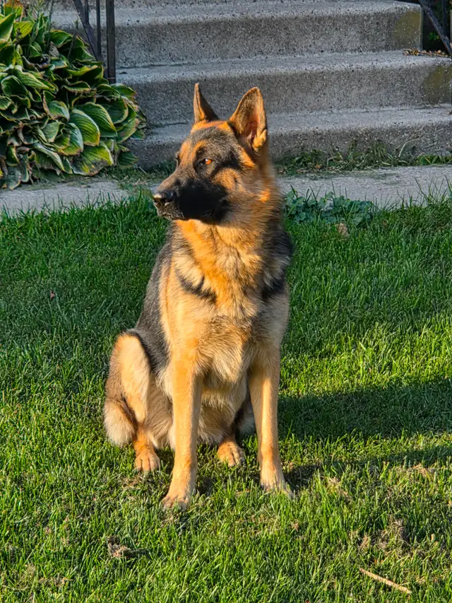 German Shepherd Male 1.5 Years Old