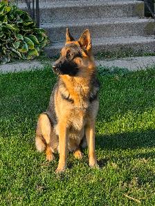 German Shepherd Male 1.5 Years Old