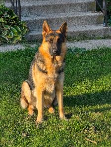 German Shepherd Male 1.5 Years Old - Photo 2