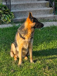 German Shepherd Male 1.5 Years Old - Photo 3