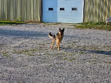 German Shepherd Male 1.5 Years Old - Photo 4