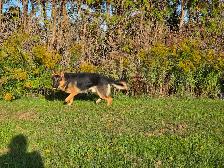 German Shepherd Male 1.5 Years Old - Photo 5