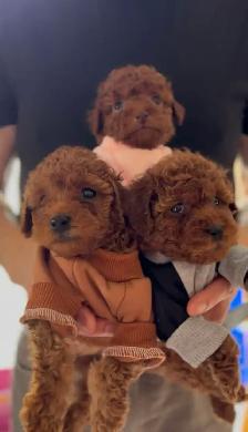 Red Tiny toy poodle rehoming