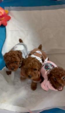 Red Tiny toy poodle rehoming - Photo 2