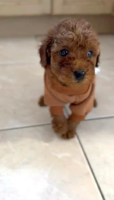 Red Tiny toy poodle rehoming - Photo 3