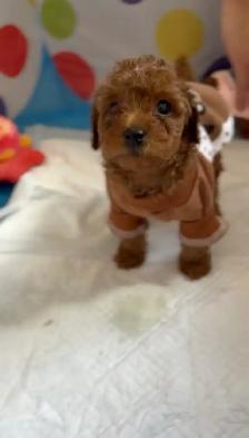 Red Tiny toy poodle rehoming - Photo 4