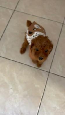 Red Tiny toy poodle rehoming - Photo 5