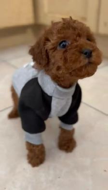 Red Tiny toy poodle rehoming - Photo 6