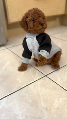 Red Tiny toy poodle rehoming - Photo 7