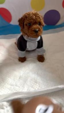 Red Tiny toy poodle rehoming - Photo 8