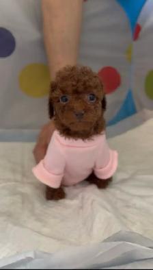 Red Tiny toy poodle rehoming - Photo 9