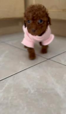 Red Tiny toy poodle rehoming - Photo 10