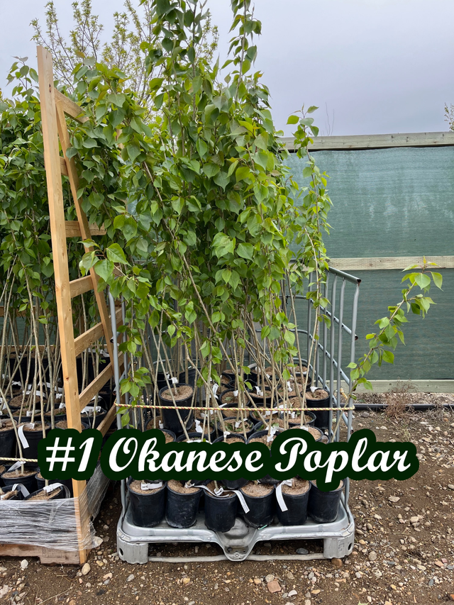 Trees for sale hybrid Poplar, Spruce, Aspen, Pine