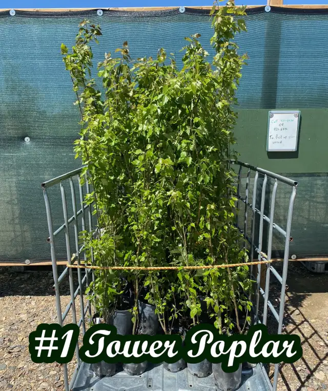 Trees for sale hybrid Poplar, Spruce, Aspen, Pine - Photo 2