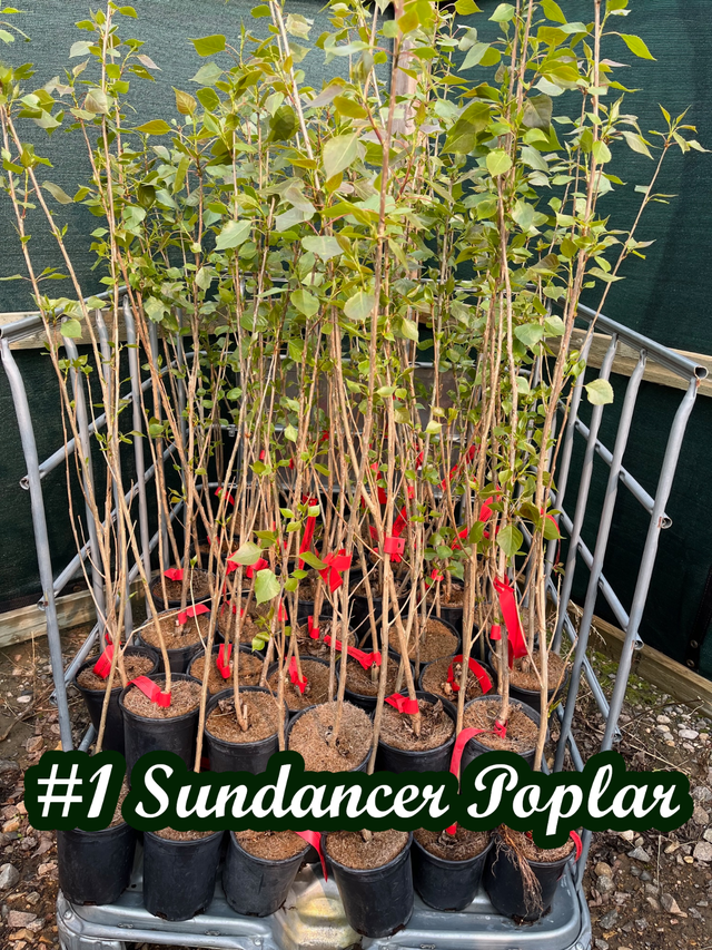 Trees for sale hybrid Poplar, Spruce, Aspen, Pine - Photo 3