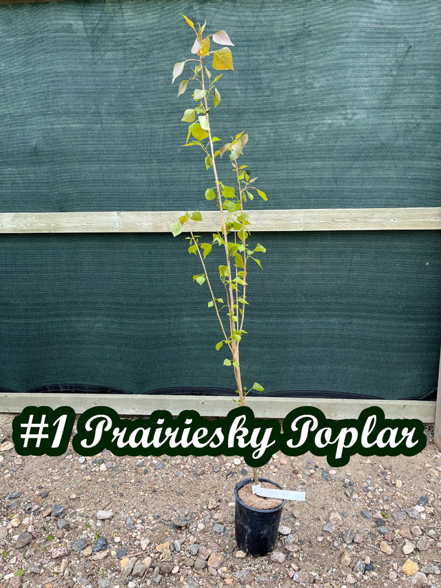 Trees for sale hybrid Poplar, Spruce, Aspen, Pine - Photo 4