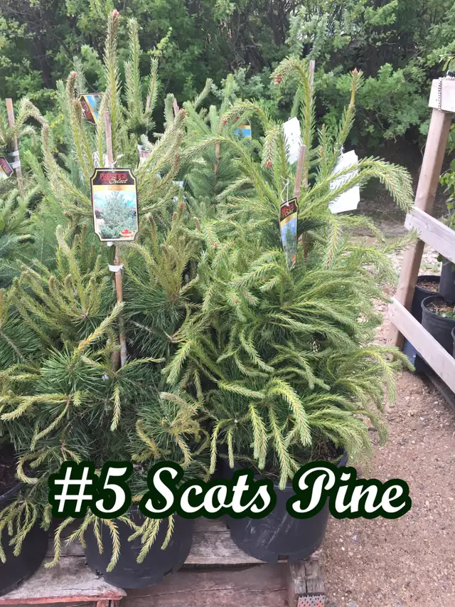 Trees for sale hybrid Poplar, Spruce, Aspen, Pine - Photo 5