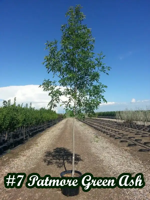 Trees for sale hybrid Poplar, Spruce, Aspen, Pine - Photo 6