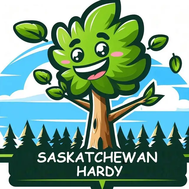 Trees for sale hybrid Poplar, Spruce, Aspen, Pine - Photo 7