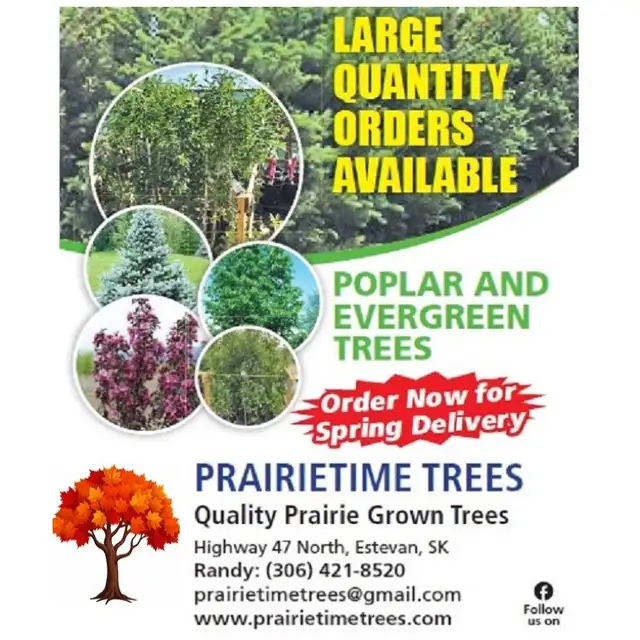 Trees for sale hybrid Poplar, Spruce, Aspen, Pine - Photo 8