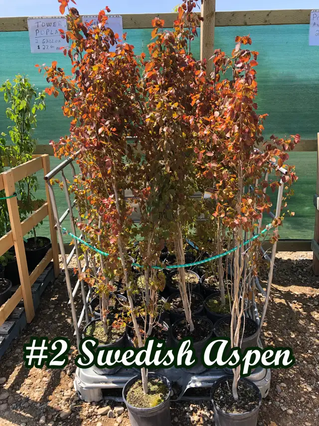 Trees for sale hybrid Poplar, Spruce, Aspen, Pine - Photo 9