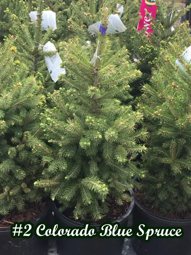 Trees for sale hybrid Poplar, Spruce, Aspen, Pine - Photo 10