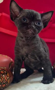 Devon-Rex - Photo 2