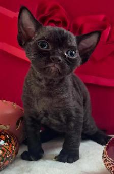 Devon-Rex - Photo 3