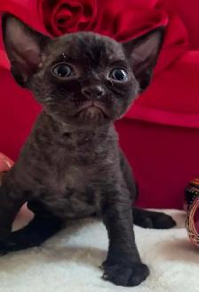 Devon-Rex - Photo 4