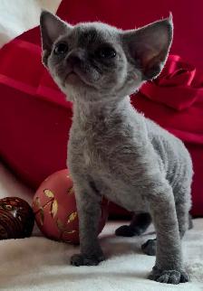 Devon-Rex - Photo 6