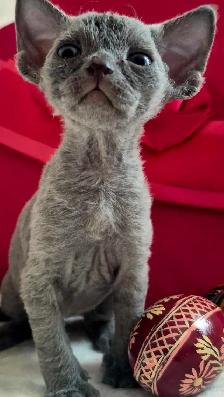 Devon-Rex - Photo 10