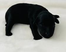 Mini Aussie Doodles - Photo 2