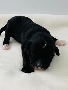 Mini Aussie Doodles - Photo 3