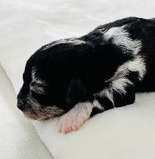 Mini Aussie Doodles - Photo 4