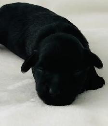 Mini Aussie Doodles - Photo 5