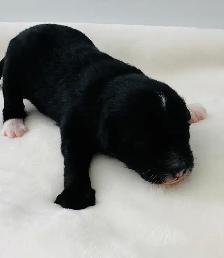 Mini Aussie Doodles - Photo 6