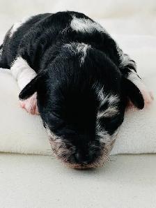 Mini Aussie Doodles - Photo 7