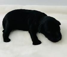 Mini Aussie Doodles - Photo 8