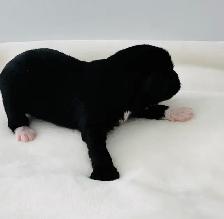 Mini Aussie Doodles - Photo 9