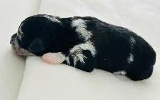 Mini Aussie Doodles - Photo 10