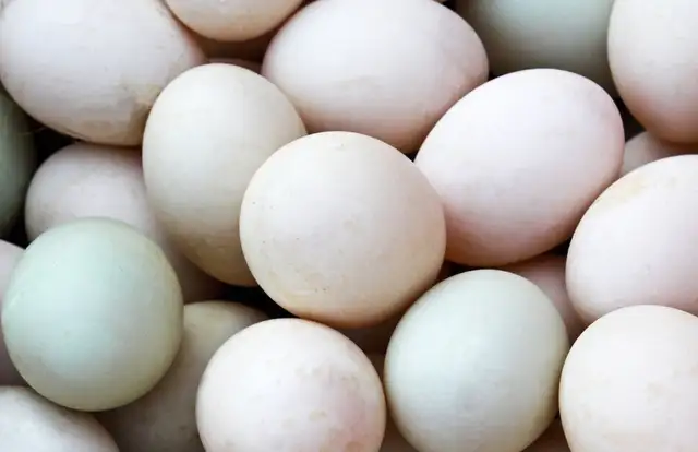 FERTILE DUCK EGGS ANCONA AND CALL DUCK