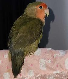 inseparable a vendre avec tout equipement - Photo 2