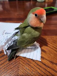 inseparable a vendre avec tout equipement - Photo 3