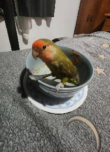 inseparable a vendre avec tout equipement - Photo 4